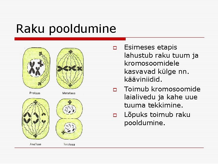 Raku pooldumine o o o Esimeses etapis lahustub raku tuum ja kromosoomidele kasvavad külge Raku pooldumine o o o Esimeses etapis lahustub raku tuum ja kromosoomidele kasvavad külge
