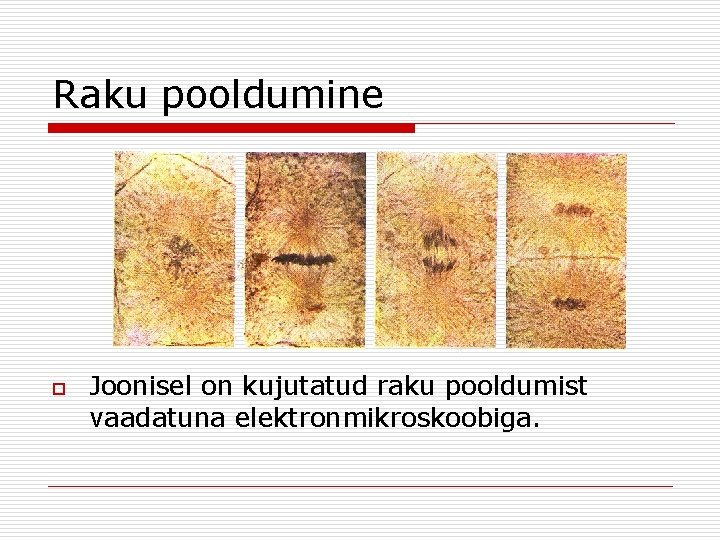 Raku pooldumine o Joonisel on kujutatud raku pooldumist vaadatuna elektronmikroskoobiga. Raku pooldumine o Joonisel on kujutatud raku pooldumist vaadatuna elektronmikroskoobiga.