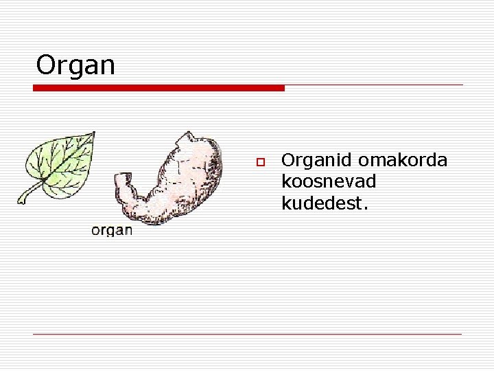 Organ o Organid omakorda koosnevad kudedest. Organ o Organid omakorda koosnevad kudedest.