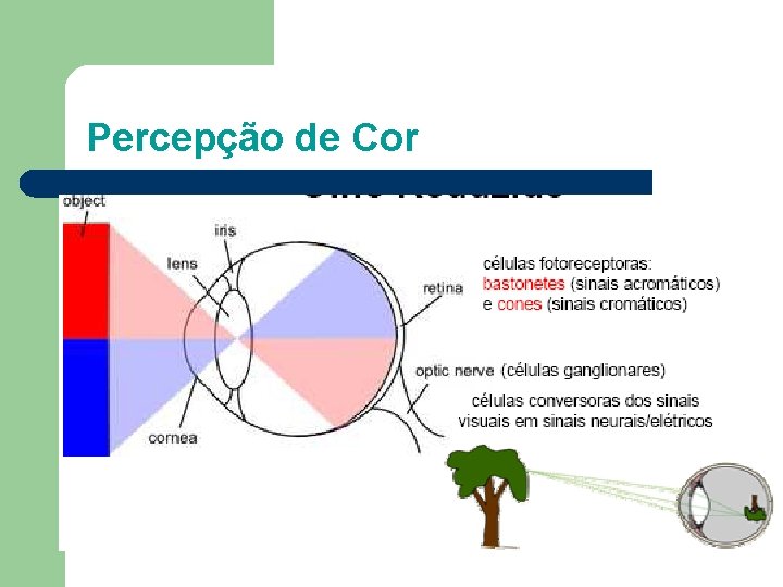 Percepção de Cor 