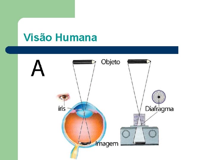 Visão Humana 