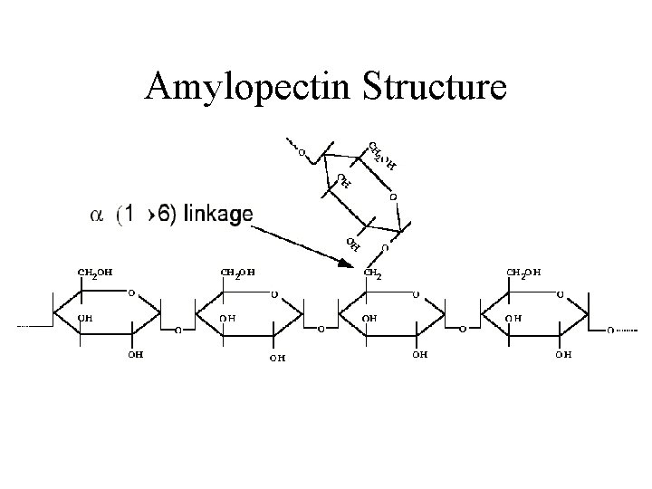 Amylopectin Structure 