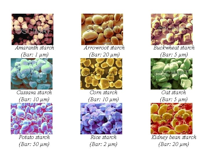  Amaranth starch (Bar: 1 µm) Arrowroot starch (Bar: 20 µm) Buckwheat starch (Bar: