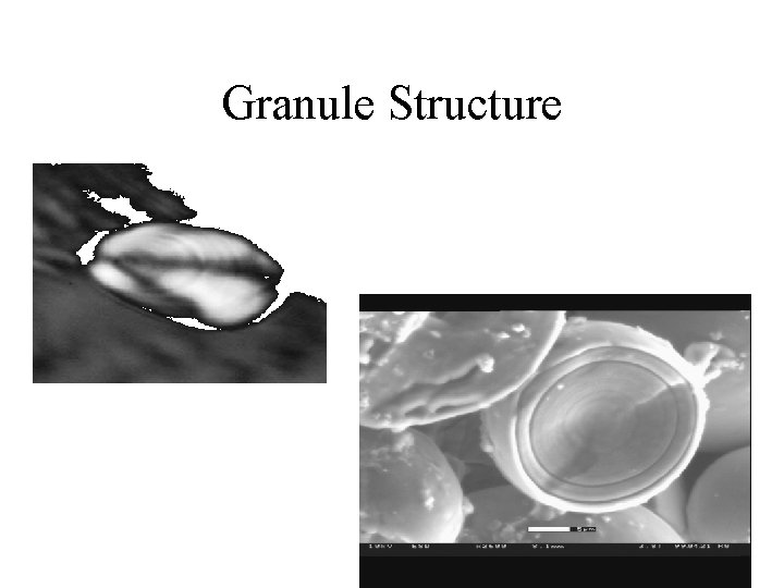 Granule Structure 
