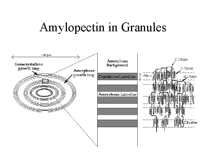 Amylopectin in Granules 