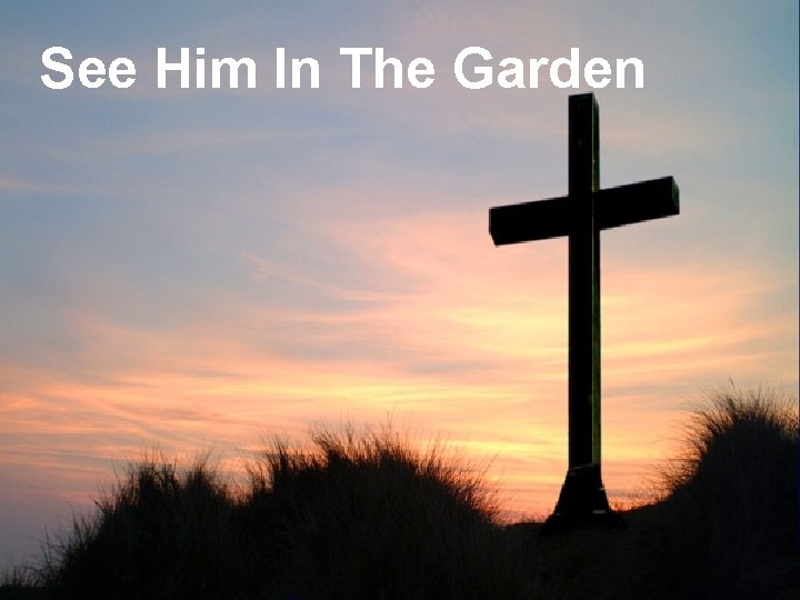 See Him In The Garden 