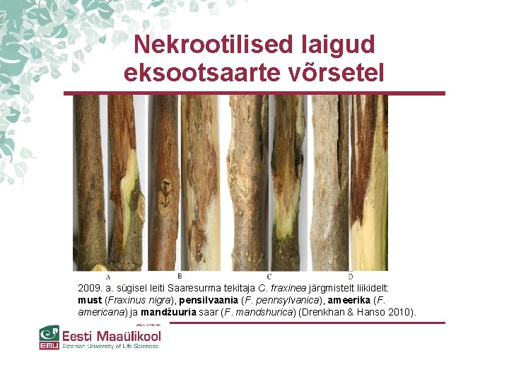 Nekrootilised laigud eksootsaarte võrsetel 2009. a. sügisel leiti Saaresurma tekitaja C. fraxinea järgmistelt liikidelt: Nekrootilised laigud eksootsaarte võrsetel 2009. a. sügisel leiti Saaresurma tekitaja C. fraxinea järgmistelt liikidelt: