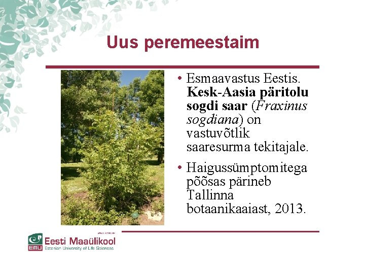 Uus peremeestaim • Esmaavastus Eestis. Kesk-Aasia päritolu sogdi saar (Fraxinus sogdiana) on vastuvõtlik saaresurma Uus peremeestaim • Esmaavastus Eestis. Kesk-Aasia päritolu sogdi saar (Fraxinus sogdiana) on vastuvõtlik saaresurma