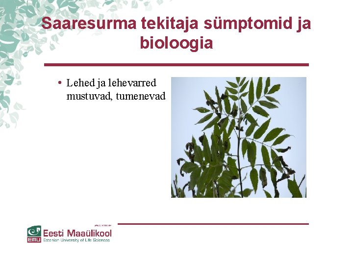 Saaresurma tekitaja sümptomid ja bioloogia • Lehed ja lehevarred mustuvad, tumenevad Saaresurma tekitaja sümptomid ja bioloogia • Lehed ja lehevarred mustuvad, tumenevad