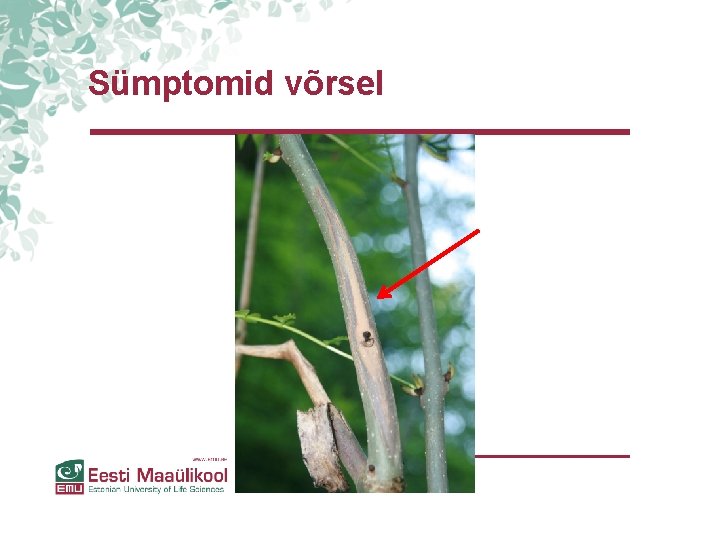 Sümptomid võrsel Sümptomid võrsel