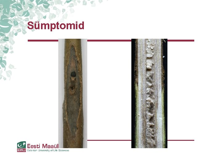 Sümptomid Sümptomid