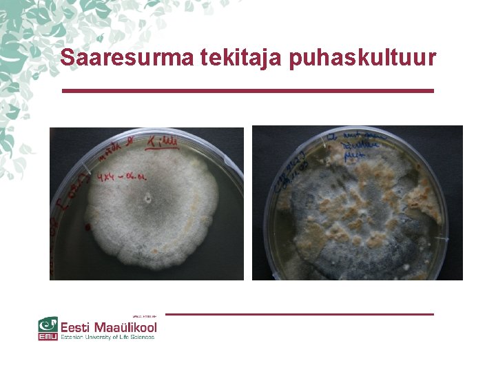 Saaresurma tekitaja puhaskultuur Saaresurma tekitaja puhaskultuur