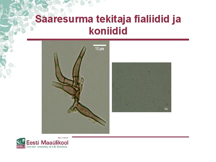 Saaresurma tekitaja fialiidid ja koniidid Saaresurma tekitaja fialiidid ja koniidid