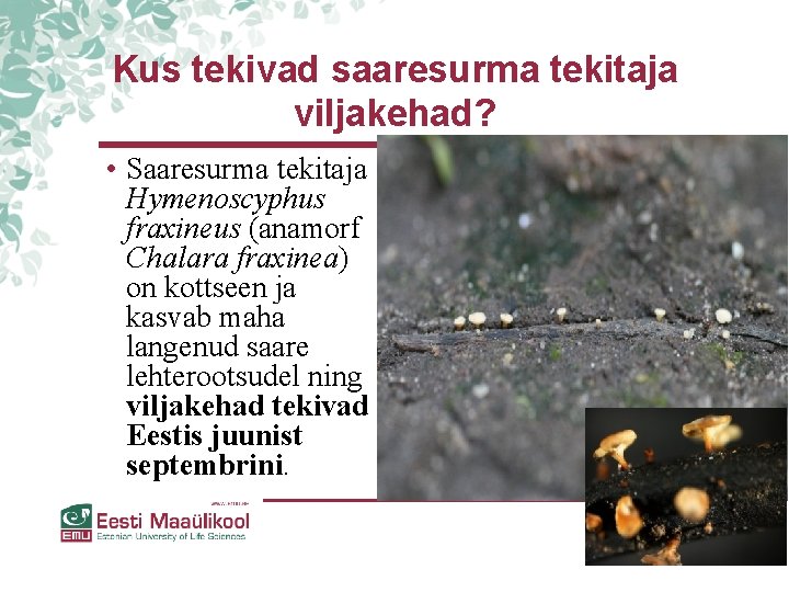 Kus tekivad saaresurma tekitaja viljakehad? • Saaresurma tekitaja Hymenoscyphus fraxineus (anamorf Chalara fraxinea) on Kus tekivad saaresurma tekitaja viljakehad? • Saaresurma tekitaja Hymenoscyphus fraxineus (anamorf Chalara fraxinea) on