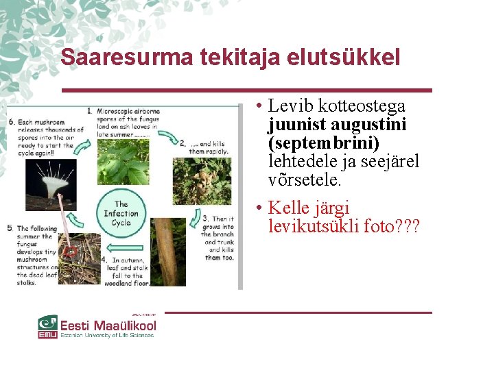 Saaresurma tekitaja elutsükkel • Levib kotteostega juunist augustini (septembrini) lehtedele ja seejärel võrsetele. • Saaresurma tekitaja elutsükkel • Levib kotteostega juunist augustini (septembrini) lehtedele ja seejärel võrsetele. •