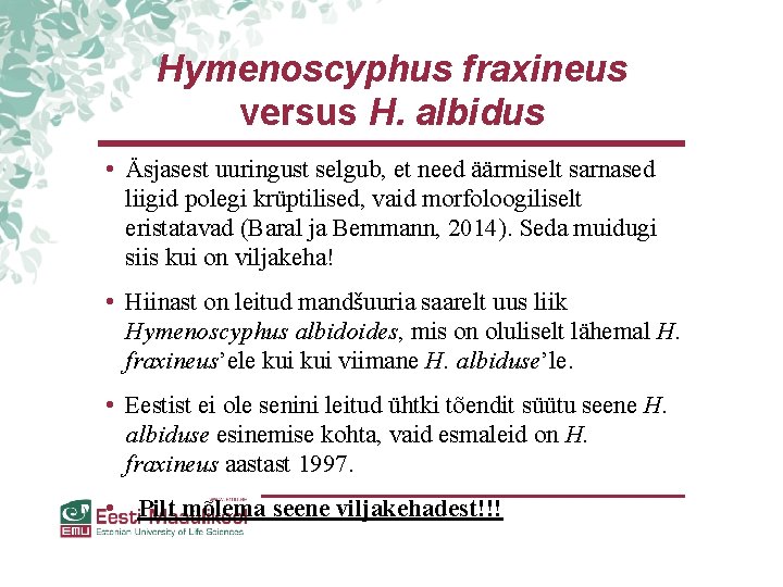 Hymenoscyphus fraxineus versus H. albidus • Äsjasest uuringust selgub, et need äärmiselt sarnased liigid Hymenoscyphus fraxineus versus H. albidus • Äsjasest uuringust selgub, et need äärmiselt sarnased liigid