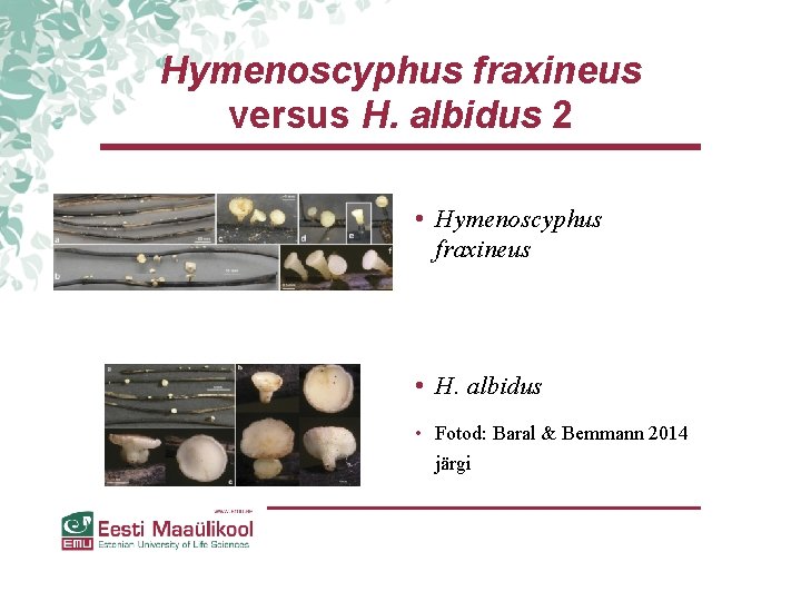 Hymenoscyphus fraxineus versus H. albidus 2 • Hymenoscyphus fraxineus • H. albidus • Fotod: Hymenoscyphus fraxineus versus H. albidus 2 • Hymenoscyphus fraxineus • H. albidus • Fotod:
