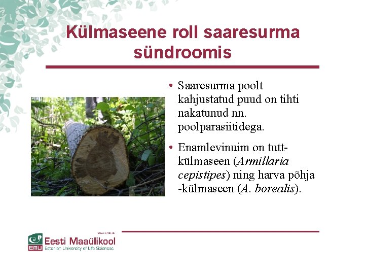 Külmaseene roll saaresurma sündroomis • Saaresurma poolt kahjustatud puud on tihti nakatunud nn. poolparasiitidega. Külmaseene roll saaresurma sündroomis • Saaresurma poolt kahjustatud puud on tihti nakatunud nn. poolparasiitidega.