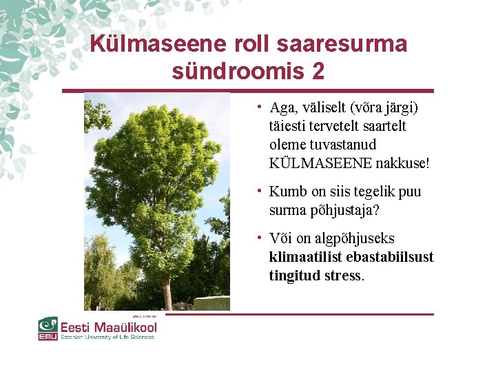 Külmaseene roll saaresurma sündroomis 2 • Aga, väliselt (võra järgi) täiesti tervetelt saartelt oleme Külmaseene roll saaresurma sündroomis 2 • Aga, väliselt (võra järgi) täiesti tervetelt saartelt oleme