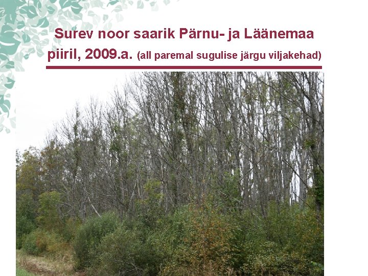 Surev noor saarik Pärnu- ja Läänemaa piiril, 2009. a. (all paremal sugulise järgu viljakehad) Surev noor saarik Pärnu- ja Läänemaa piiril, 2009. a. (all paremal sugulise järgu viljakehad)