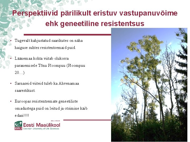 Perspektiivid pärilikult eristuv vastupanuvõime ehk geneetiline resistentsus • Tugevalt kahjustatud saarikutes on näha haiguse Perspektiivid pärilikult eristuv vastupanuvõime ehk geneetiline resistentsus • Tugevalt kahjustatud saarikutes on näha haiguse