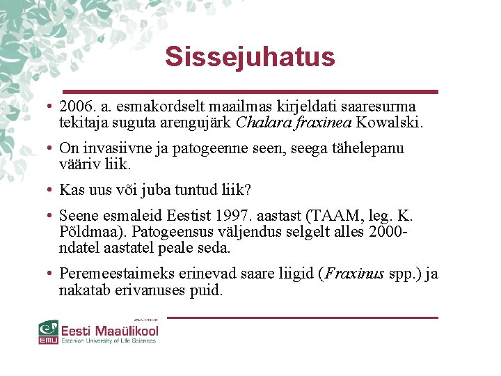Sissejuhatus • 2006. a. esmakordselt maailmas kirjeldati saaresurma tekitaja suguta arengujärk Chalara fraxinea Kowalski. Sissejuhatus • 2006. a. esmakordselt maailmas kirjeldati saaresurma tekitaja suguta arengujärk Chalara fraxinea Kowalski.