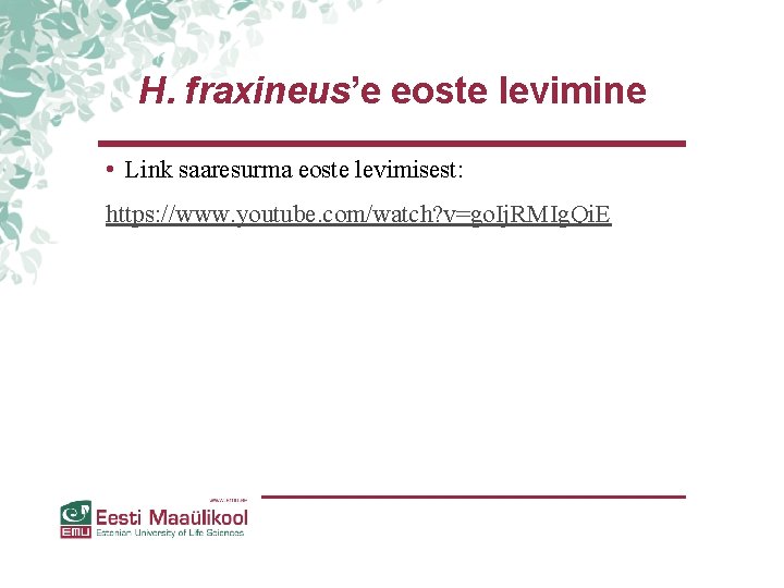 H. fraxineus’e eoste levimine • Link saaresurma eoste levimisest: https: //www. youtube. com/watch? v=go. H. fraxineus’e eoste levimine • Link saaresurma eoste levimisest: https: //www. youtube. com/watch? v=go.