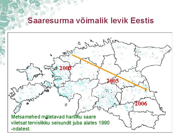 Saaresurma võimalik levik Eestis 2003 2005 2006 Metsamehed mäletavad hariliku saare viletsat tervislikku seisundit Saaresurma võimalik levik Eestis 2003 2005 2006 Metsamehed mäletavad hariliku saare viletsat tervislikku seisundit