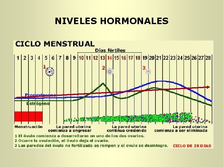 NIVELES HORMONALES NIVELES HORMONALES