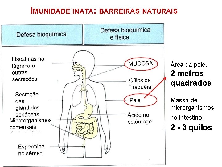 IMUNIDADE INATA: BARREIRAS NATURAIS Área da pele: 2 metros quadrados Massa de microrganismos no