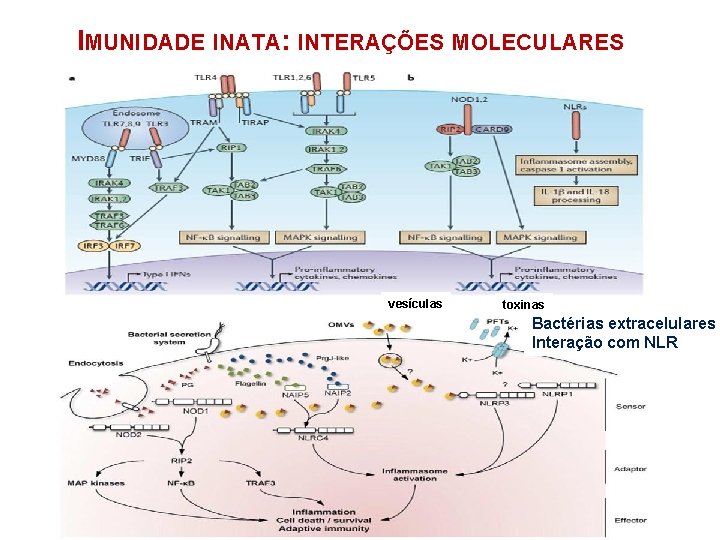 IMUNIDADE INATA: INTERAÇÕES MOLECULARES vesículas toxinas Bactérias extracelulares Interação com NLR 