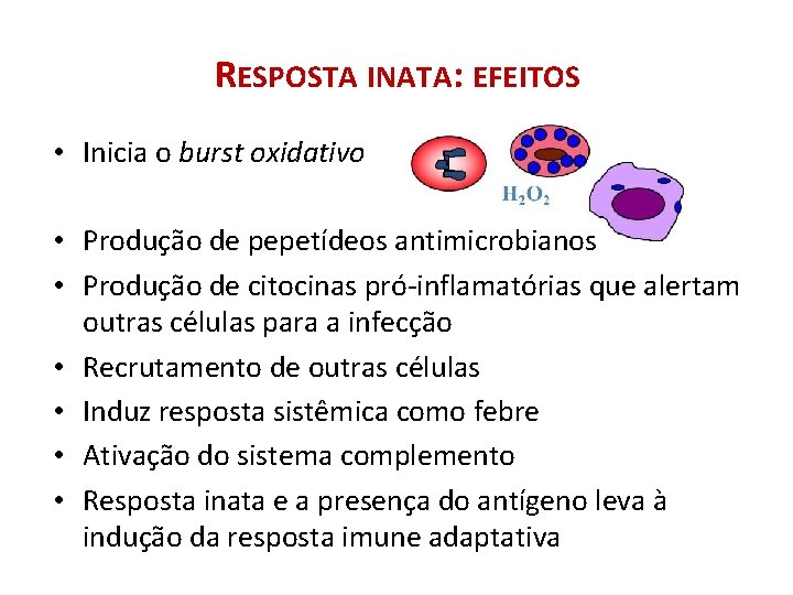 RESPOSTA INATA: EFEITOS • Inicia o burst oxidativo • Produção de pepetídeos antimicrobianos •