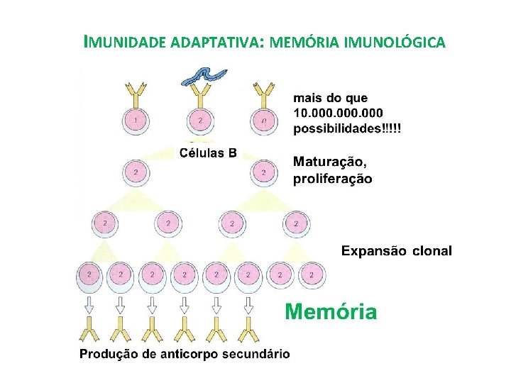 IMUNIDADE ADAPTATIVA: MEMÓRIA IMUNOLÓGICA 