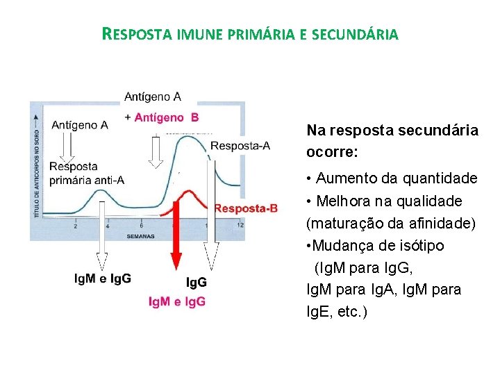 RESPOSTA IMUNE PRIMÁRIA E SECUNDÁRIA Na resposta secundária ocorre: • Aumento da quantidade •