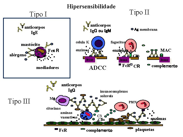 Hipersensibilidade Tipo II Tipo I anticorpos Ig. G ou Ig. M anticorpos Ig. E