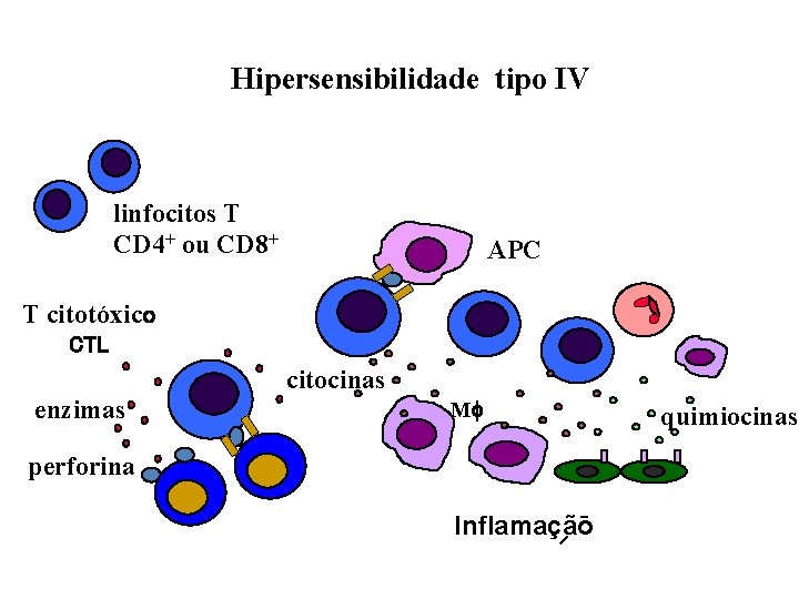 Hipersensibilidade tipo IV linfocitos T CD 4+ ou CD 8+ APC T citotóxico CTL