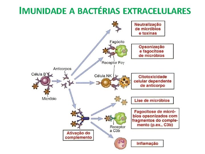 IMUNIDADE A BACTÉRIAS EXTRACELULARES 