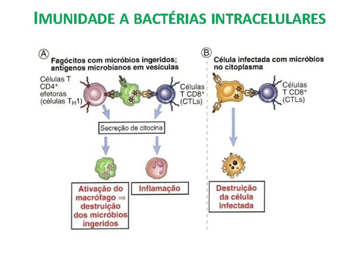 IMUNIDADE A BACTÉRIAS INTRACELULARES 