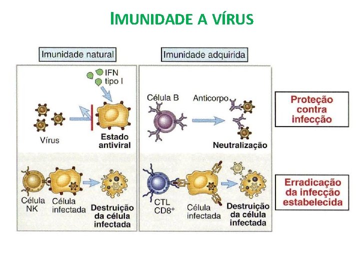 IMUNIDADE A VÍRUS 