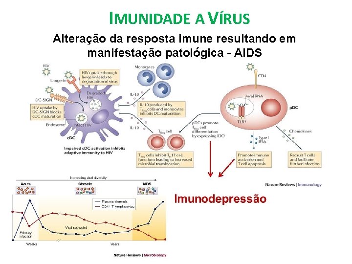 IMUNIDADE A VÍRUS Alteração da resposta imune resultando em manifestação patológica - AIDS 