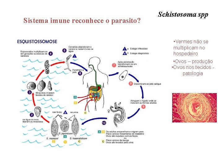 Sistema imune reconhece o parasito? Schistosoma spp • Vermes não se multiplicam no hospedeiro