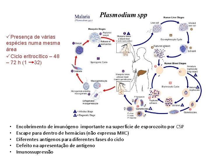 üPresença de várias espécies numa mesma área üCiclo eritrocítico – 48 – 72 h