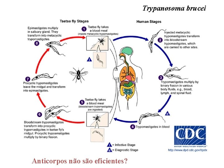 Trypanosoma brucei Anticorpos não são eficientes? 