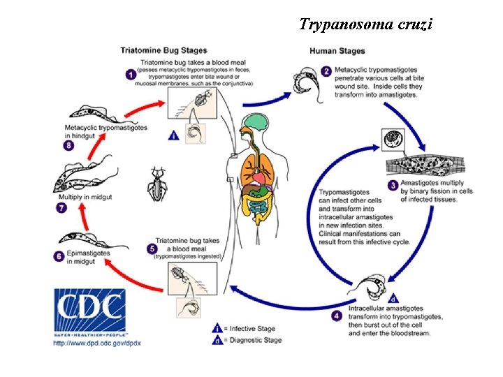 Trypanosoma cruzi 