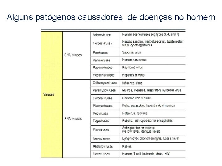 Alguns patógenos causadores de doenças no homem 