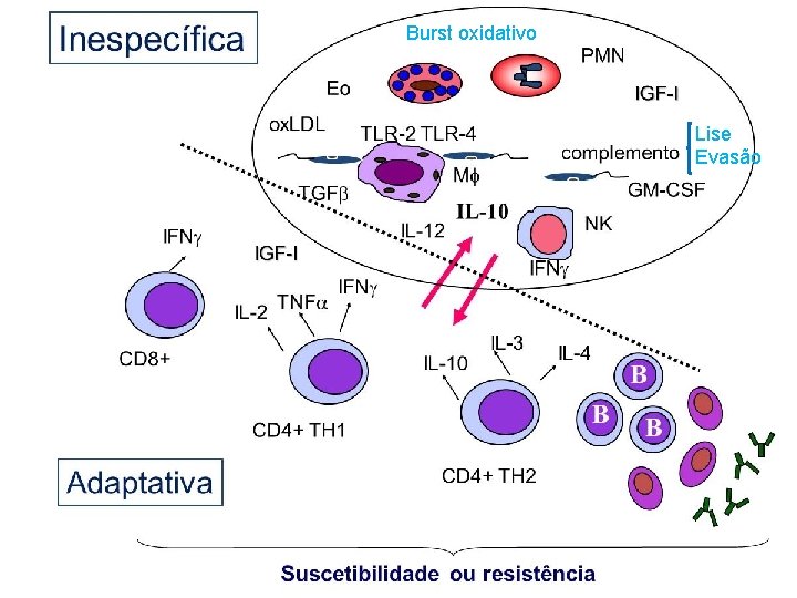 Burst oxidativo Lise Evasão 