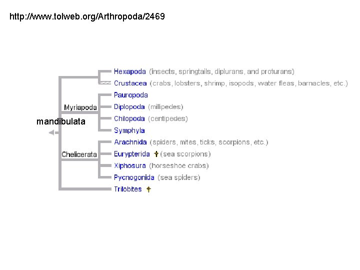 http: //www. tolweb. org/Arthropoda/2469 mandibulata 