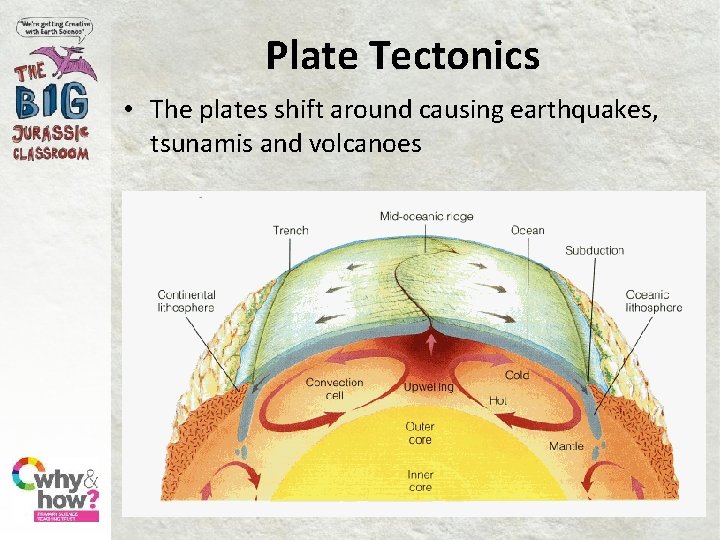 Plate Tectonics • The plates shift around causing earthquakes, tsunamis and volcanoes 