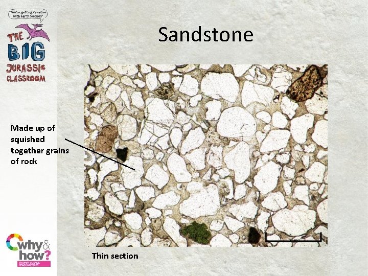 Sandstone Made up of squished together grains of rock Thin section 