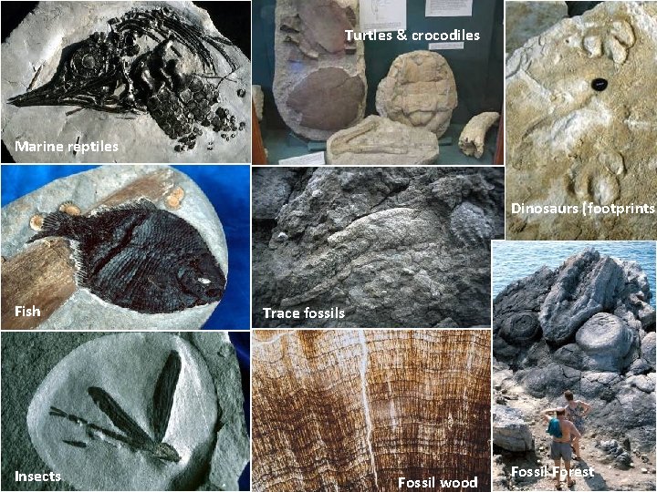 Turtles & crocodiles The fossils record virtually a third of the record of life